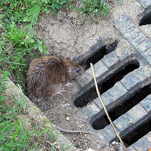 rata gris o rata de cloaca